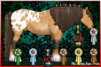 Horse Color:Buckskin Roan Sabino Appaloosa 