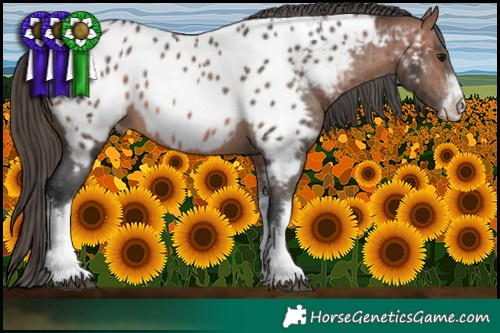 Horse Color:White Spotted Brown Blanket 