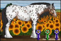 Horse Color:White Spotted Brown Appaloosa