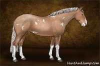 Horse Color:White Spotted Silver Brown Pearl Splash