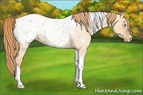 Horse Color:Gold Champagne Roan Dun Splash Tobiano Frame Appaloosa Rabicano 