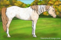 Horse Color:Gold Champagne Roan Dun Splash Tobiano Frame Appaloosa Rabicano 