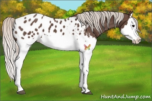 Horse Color:Silver Black Splash Appaloosa 