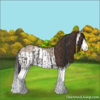 Horse Color:Grullo Sabino Splash and Classic Champagne Dun Sabino Splash