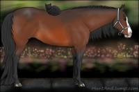 Horse Color:Bay Splash 