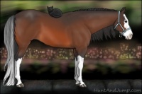 Horse Color:Bay Splash 