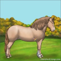 Horse Color:Gold Champagne