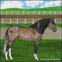 Horse Color:Brown Dun Appaloosa 