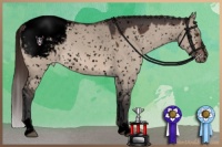 Horse Color:Void Bay Dun Mushroom Sabino Snowcap 