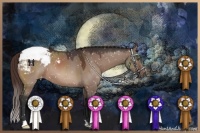 Horse Color:Brown Dun Appaloosa 