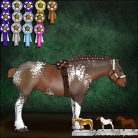 Horse Color:White Spotted Liver Chestnut Tobiano Rabicano 
