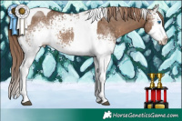 Horse Color:White Spotted Liver Red Dun Splash Tobiano