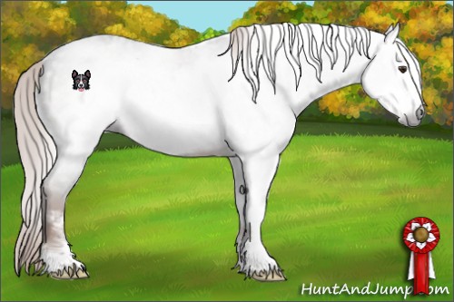 Horse Color:Gray White Spotted Liver Chestnut Sabino Frame Varnish Rabicano 