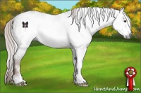 Horse Color:Gray White Spotted Liver Chestnut Sabino Frame Varnish Rabicano 