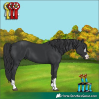 Horse Color:Black 