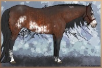 Horse Color:Bay Sabino Frame  and Bay Sabino Frame 