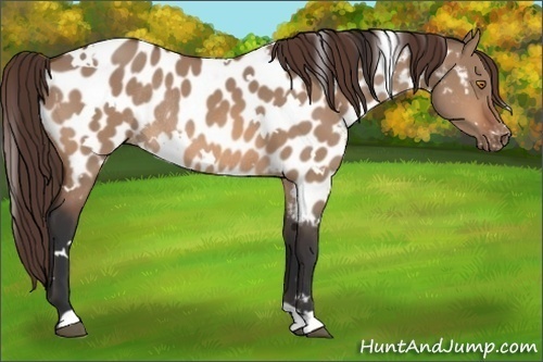 Horse Color:White Spotted Bay Dun Appaloosa Rabicano 