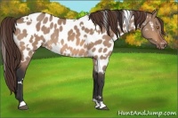 Horse Color:White Spotted Bay Dun Appaloosa Rabicano