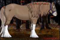 Horse Color:Liver Red Dun Splash 