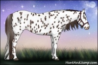 Horse Color:Liver Chestnut Tobiano Appaloosa 