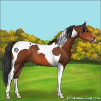 Horse Color:Brown Tobiano 
