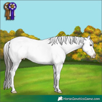 Horse Color:Liver Chestnut Appaloosa 
