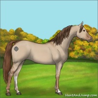 Horse Color:Red Dun 