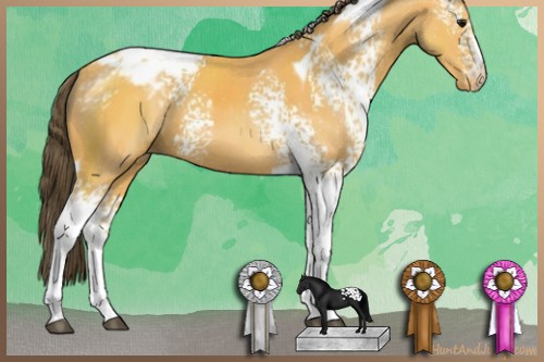 Horse Color:White Spotted Buckskin Tobiano Appaloosa