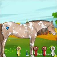 Horse Color:White Spotted Liver Chestnut Pearl Appaloosa
