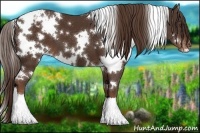 Horse Color:White Spotted Liver Chestnut Varnish 