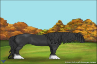 Horse Color:Black 