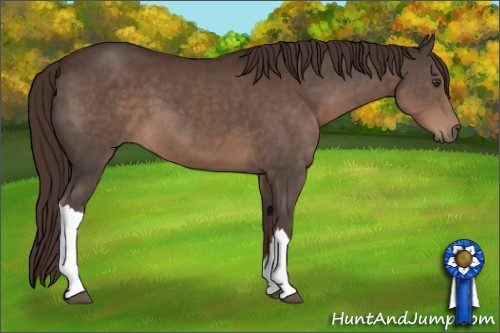 Horse Color:Liver Chestnut 