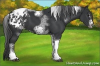 Horse Color:White Spotted Black Splash Tobiano Frame Appaloosa 