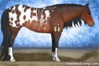 Horse Color:Brown Appaloosa Rabicano