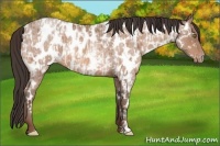 Horse Color:Sable Champagne Appaloosa  and Sable Champagne Roan Appaloosa 