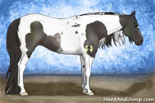 Horse Color:Smoky Black Tobiano