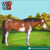 Horse Color:Bay Sabino 