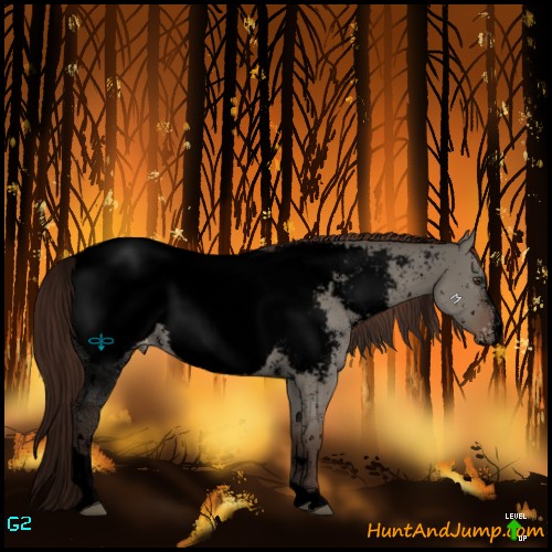 Horse Color:Void White Spotted Liver Red Dun Sabino Appaloosa 