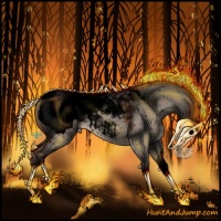 Horse Color:Void Bay Dun Appaloosa 