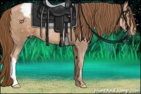 Horse Color:Liver Chestnut Pearl Appaloosa 