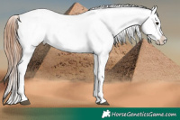 Horse Color:White Spotted Black Splash Tobiano Frame Appaloosa