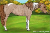 Horse Color:Red Roan Tobiano Rabicano 
