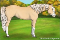 Horse Color:Palomino Roan Splash 
