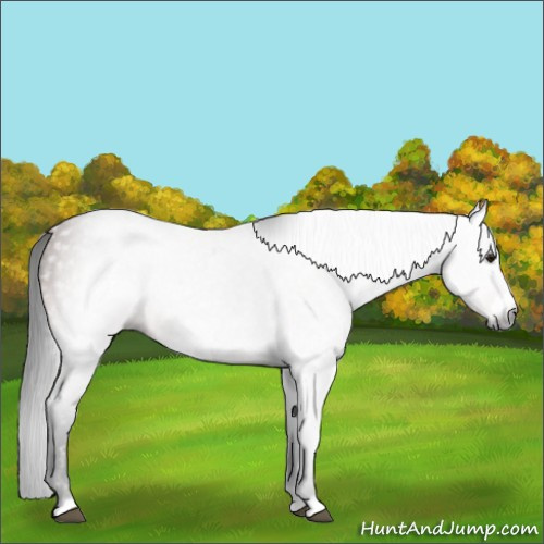 Horse Color:Gray Brown Frame 