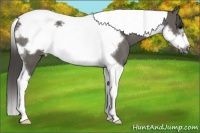 Horse Color:Grullo Tobiano Frame Blanket