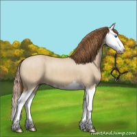 Horse Color:Red Dun Splash Brindle 