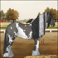 Horse Color:White Spotted Grullo