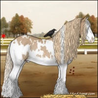 Horse Color:White Spotted Red Dun Splash Rabicano