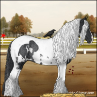 Horse Color:White Spotted Black Tobiano Rabicano
