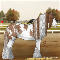 Horse Color:White Spotted Chestnut Splash Rabicano 
